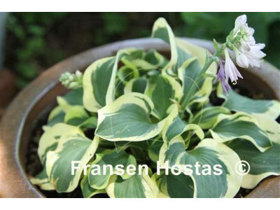 Hosta 